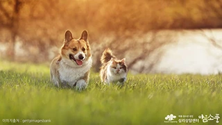 특정공포증, 동물형 (Animal Type)